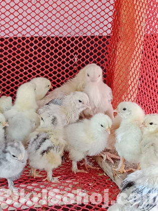 কলম্বিয়ান লাইট ব্রাহামা মুরগির বাচ্চা